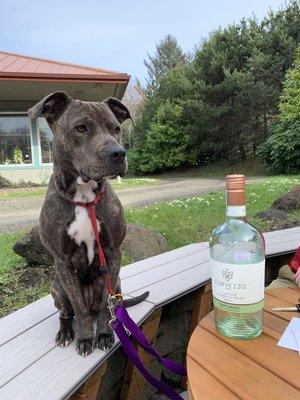 Daisy with the Pinot Grigio