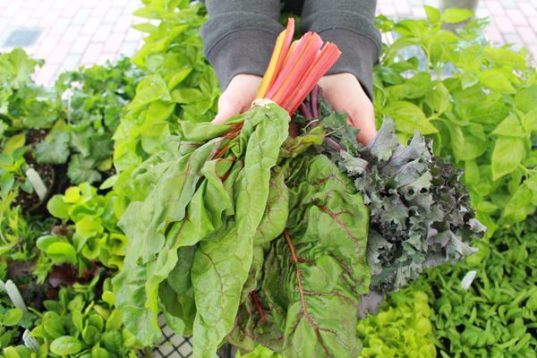 Swiss Chard from Stillman's Farm