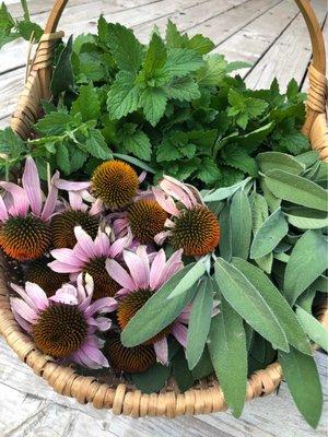 Backcountry Herbs