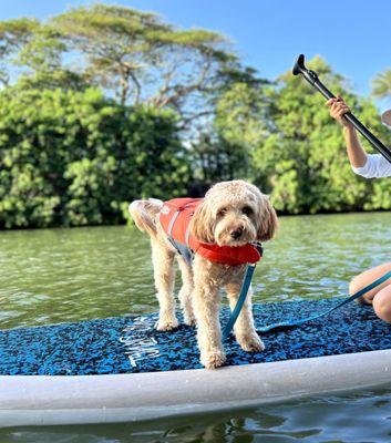 Dog on the SUP board