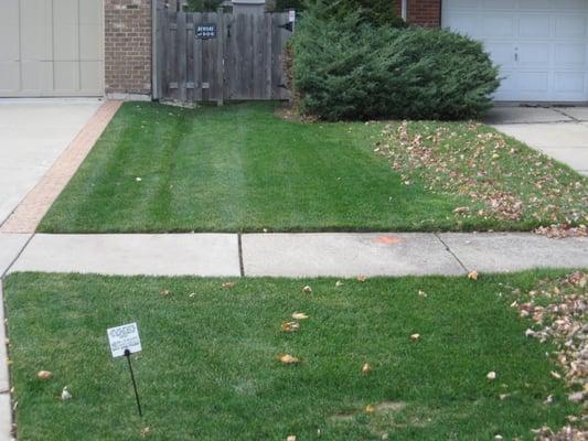 One of our lawns in Arlington Heights.