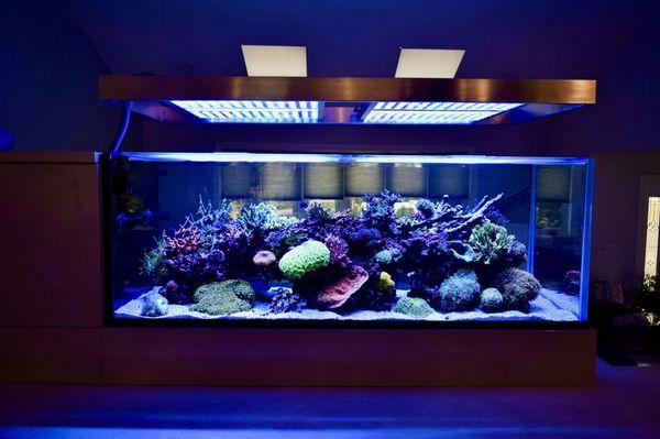 Kitchen view of a 300gal completely custom reef aquarium in a Long Island residence