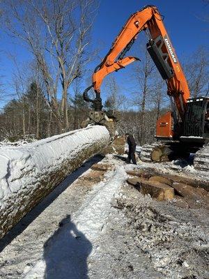 buyers of timber