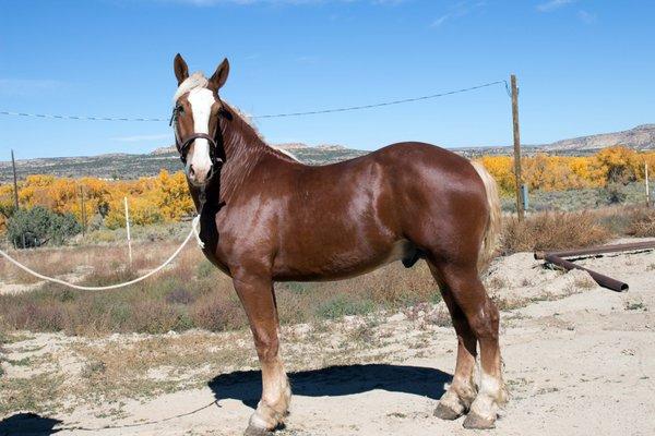 Equine Photographer