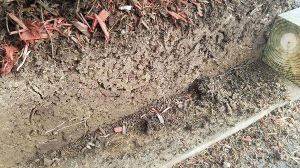 Carpenter ant elimination