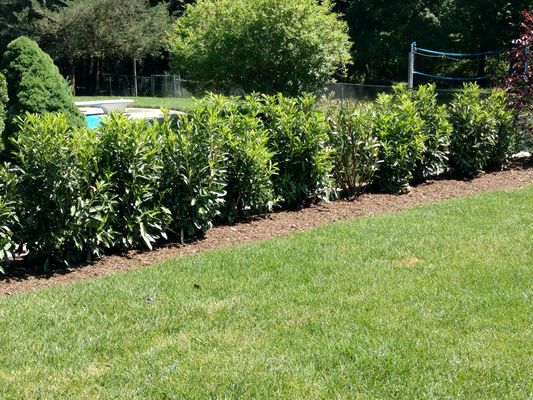 Spruce up your backyard with skip Laurels to create a hedge.