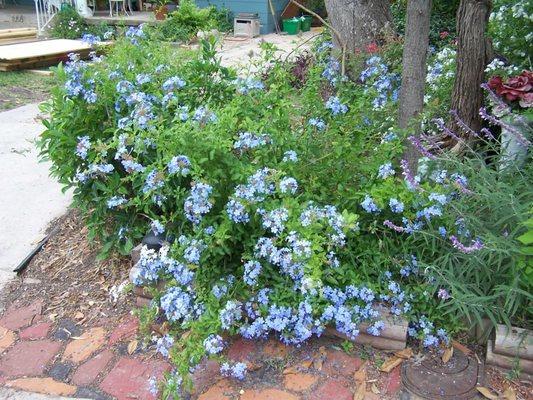 Plumbago.