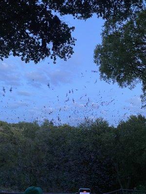 Bats leaving the tunnel to hunt food.