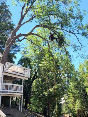 Big Top Tree service