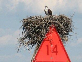 Osprey