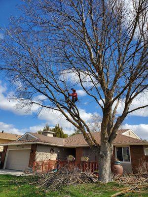 Aloha Tree Care