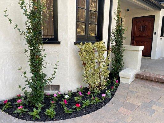 Trellis to frame the house window, along with two Star Jasmine on steak and Vincas