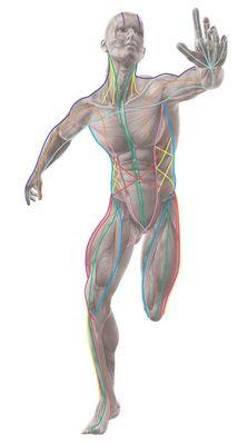 The Myofascial Meridians of Anatomy Trains