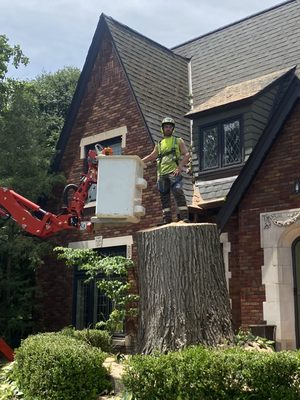 Steven McKinney standing on the last crane pick of a 200 year old oak that was compromised from a storm and health conditions