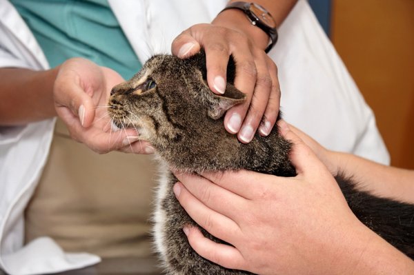 Hillsborough County Veterinary Hospital