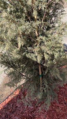 Poor quality dying tree from Southern Idaho Landscaping in Filler. Don't waste your money here.