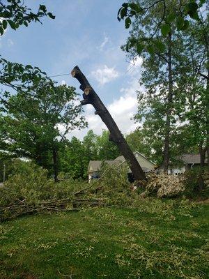 Tree going down