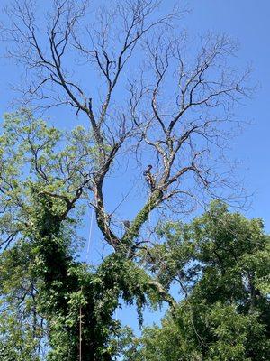 Trevor’s Tree Service