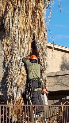 Branch Collar Tree Services