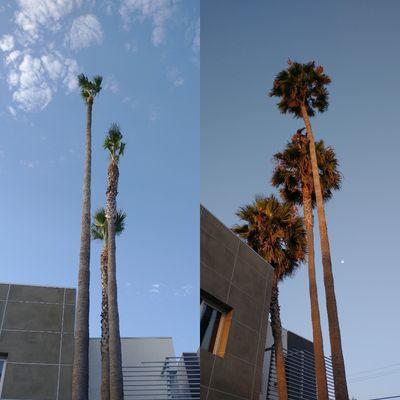 palm before and after