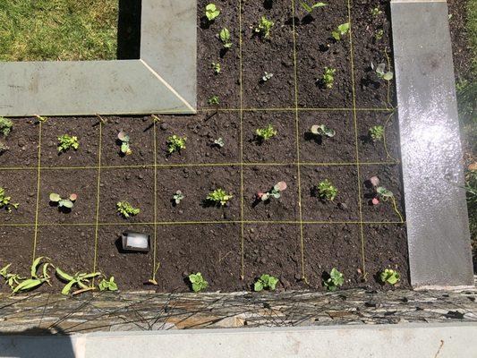 Square foot gardening