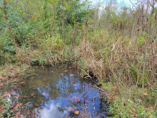 Wetland