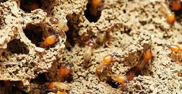 State  Termite & Pest Control