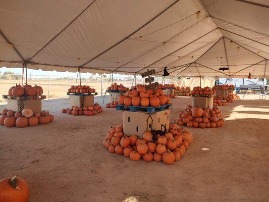 Arizona Pumpkin Patch