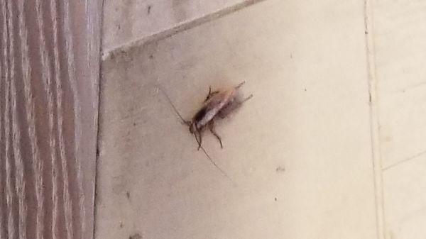 These city roaches are 2 inches big.