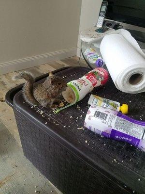 Squirrel removal