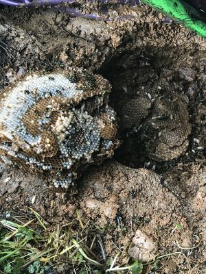 Yellow jackets nest in the ground