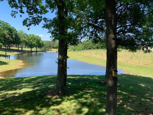 View of small pond at Kefi vineyard