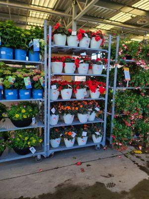 Racks and Racks of begonias