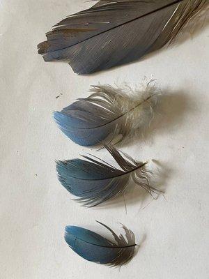 Obviously unhealthy feathers. When fed an organic pellet diet, this should be alarming, instead our bird was returned without treatment.