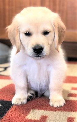 Arnie came in for his next puppy boosters with Dr Burks this afternoon!  Isn't he adorable?!