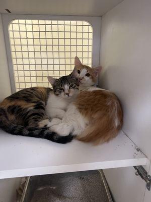 Bonded siblings. Luigi and kitty! Orange what tabby and calico mixed!  #adoptacat #cats #inkyblueanimalrescue #adoptdontshop