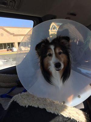 Ann Marie brought our poor Sheltie to and from her local Aurora Banfield for pancreatitis treatment during a recent stay at her Pet Au Pair.