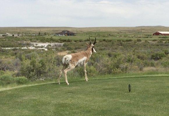 Pronghorn on the tee box