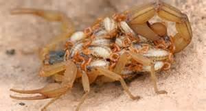 WOW, look at the baby Scorpions on the Mothers back