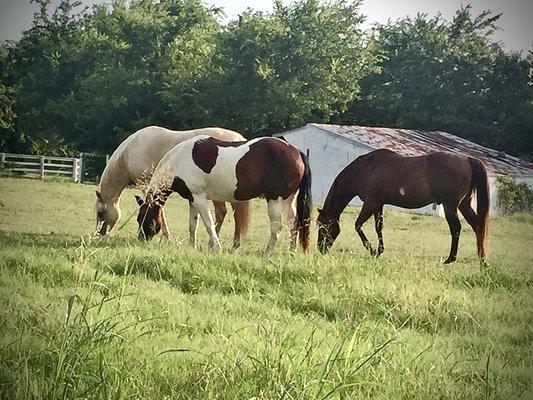 Some of our beautiful Equine family!