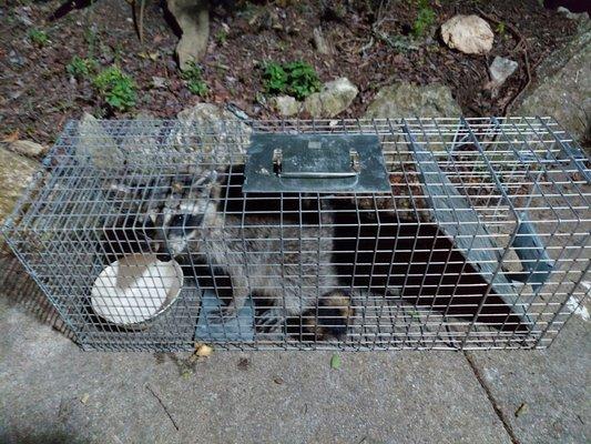 Ms. Raccoon being fed well before being released next to a creek.