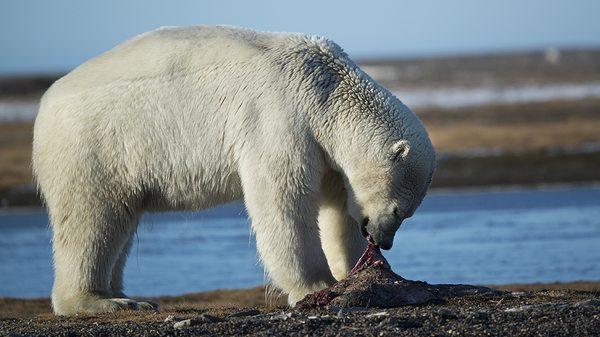 Polar bear viewing available Aug-Sep!