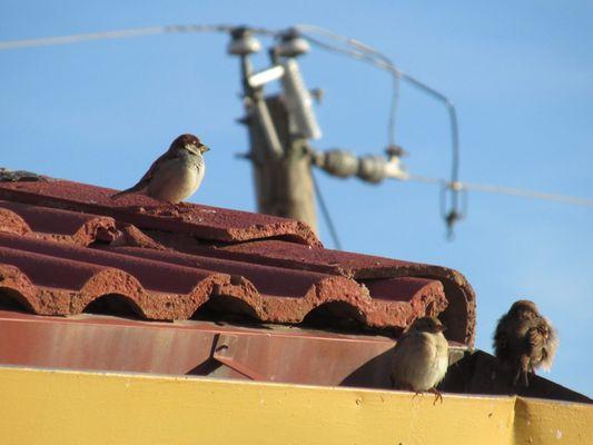 Birds in a random rooftop in the State of Texas.