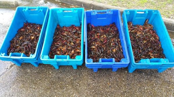 Half of the crawfish that we boiled.