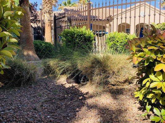 A cat hiding in the bushes near the community pool