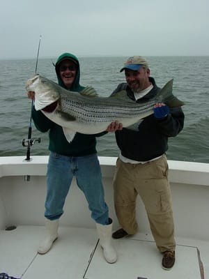 That's One Big Rockfish!