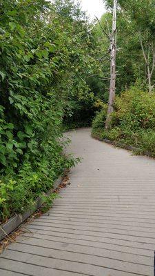 Wetlands boardwalk