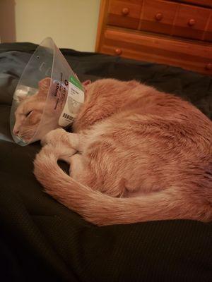 Day after PU surgery, poor Hammy is already a very nervous cat he hated the cone and did not leave the bed for the 2-3 week it was on.