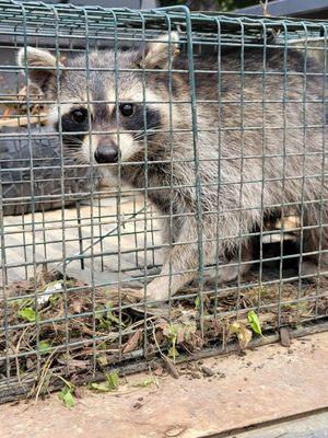 Raccoon in trap