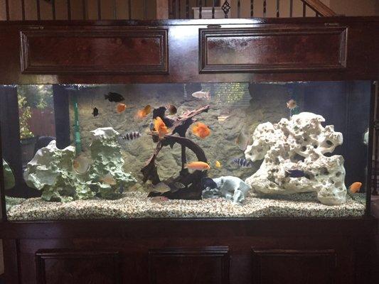 220 gallon reef ready freshwater